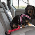 Univerzalni sigurnosni povodac za automobil - Universal Security Dog Leash for Car 3